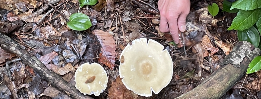 Mushroom Foraging with Puck's Plenty